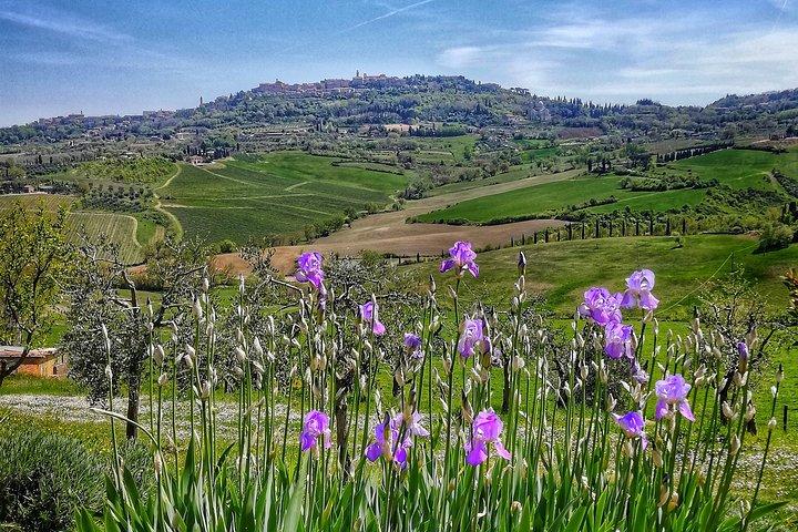 Montepulciano visita guidata privata