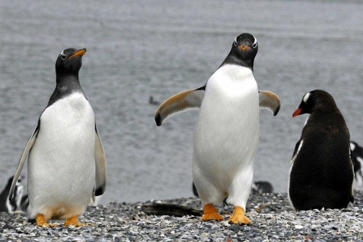 ウシュアイアのペンギンウォーク＋セーリングオプション