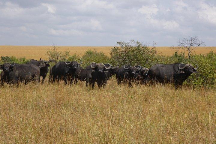 9 dagars safari till Amboseli, Lake Manyara, Ngorongoro, Serengeti och Maasai Mara