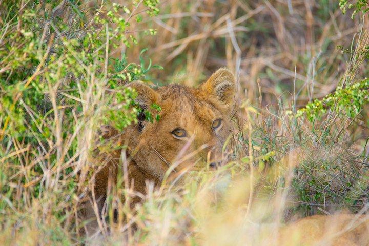 7 dages Lodge Safari.