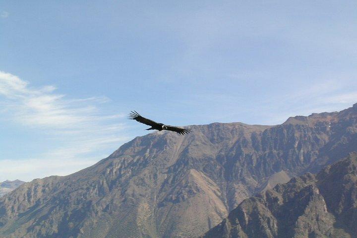 Trekking i Colca Canyon - 2 dage