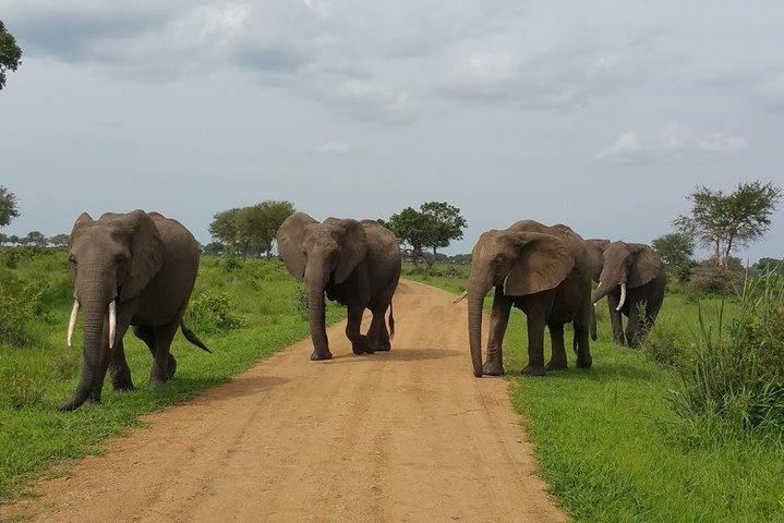Safari di 5 giorni a Nyerere NP (Selous GR) e Mikumi NP - Camping Safari