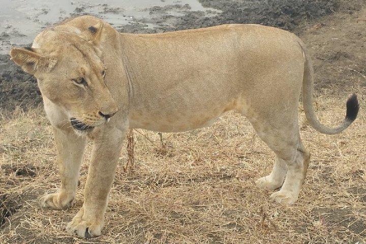 Safari di 5 giorni a Nyerere NP (Selous GR) e Mikumi NP - Camping Safari