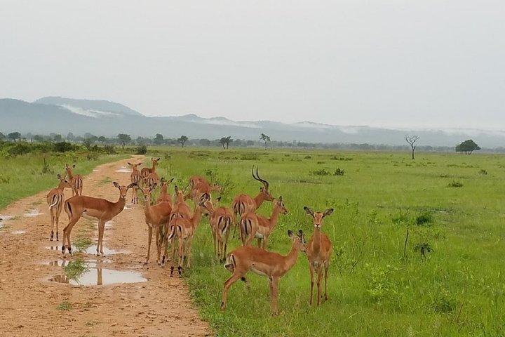 Safari di 5 giorni a Nyerere NP (Selous GR) e Mikumi NP - Camping Safari