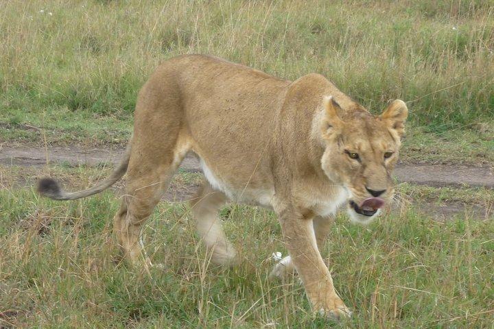 Safari di 6 giorni ad Amboseli N / P Aberdare N / P, Lago Nakuru N / P e Maasai Mara N / R.