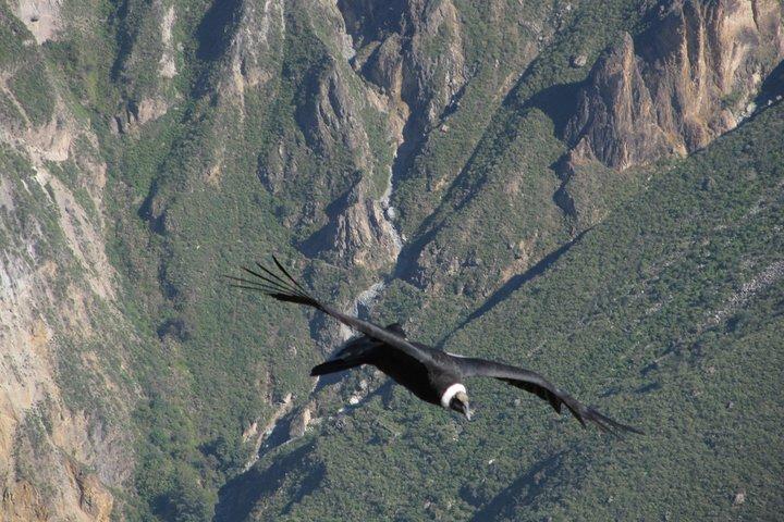 3 jours : Canyon de Colca Trek 3j/2n