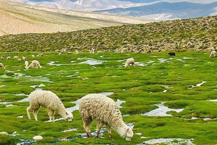 3 jours : Canyon de Colca Trek 3j/2n