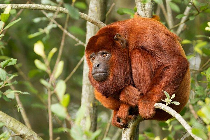 Abenteuer im Tambopata-Dschungel