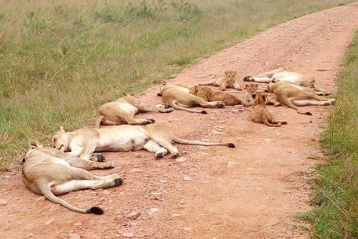 7 jours de visite de groupe Maasai Mara, lacs Nakuru, Naivasha et Amboseli