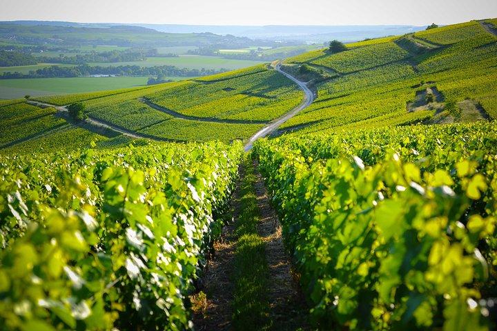Excursie in de Champagnestreek en wijnproeverij