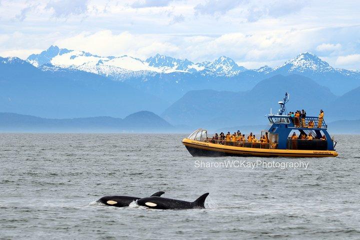 Vancouver Whale Watch Zodiac Tour med Vejleder