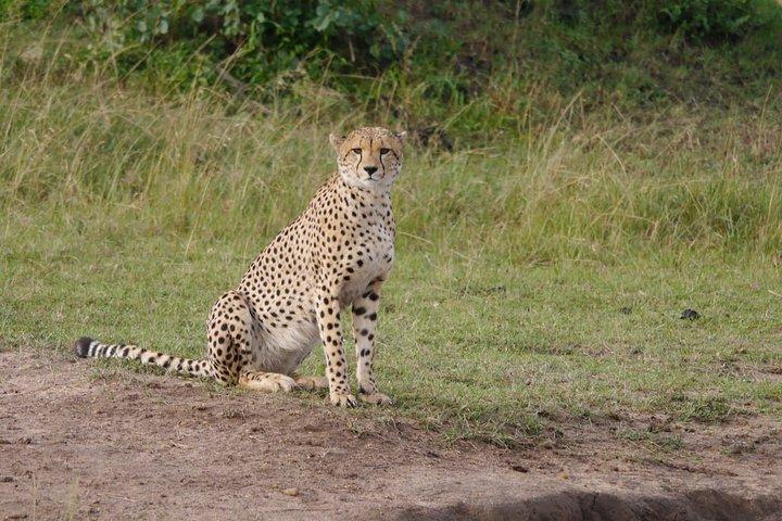 Tour di gruppo di 7 giorni nei parchi nazionali Maasai Mara, Nakuru, Naivasha e Amboseli