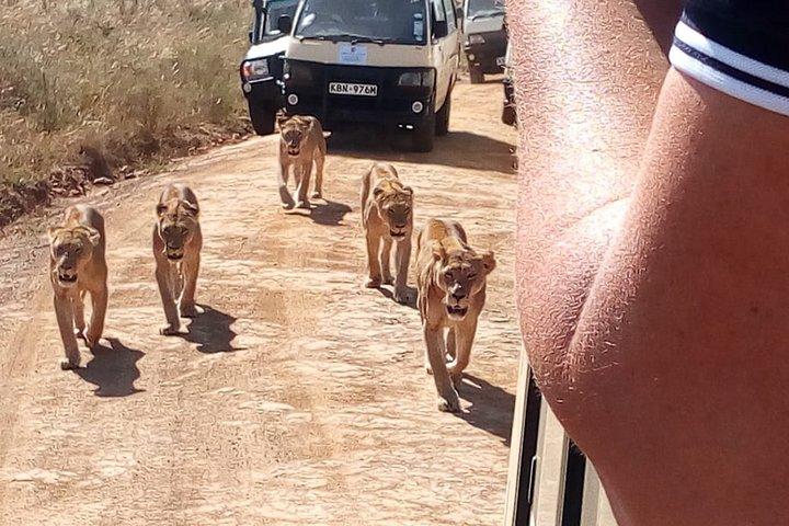 Tour di gruppo di 7 giorni nei parchi nazionali Maasai Mara, Nakuru, Naivasha e Amboseli