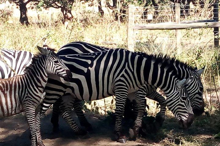 Tour di gruppo di 7 giorni nei parchi nazionali Maasai Mara, Nakuru, Naivasha e Amboseli