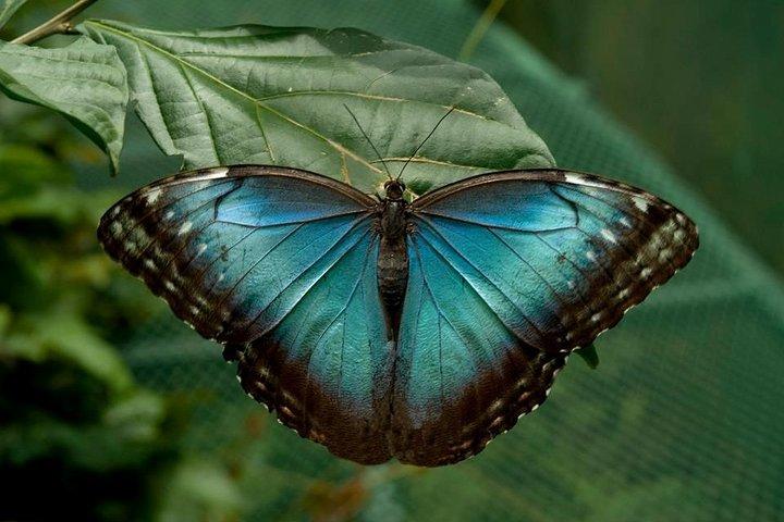 La Paz Waterfall Gardens and Wildlife Refuge Tour fra San Jose