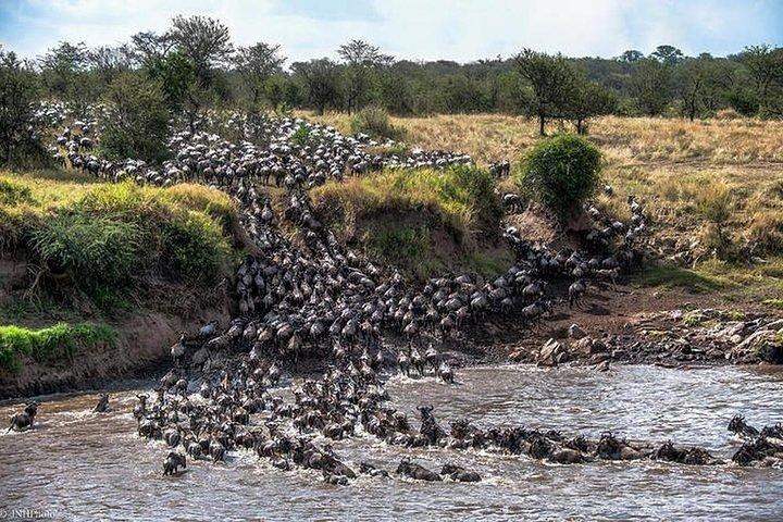Serengeti-migratie van gnoes.