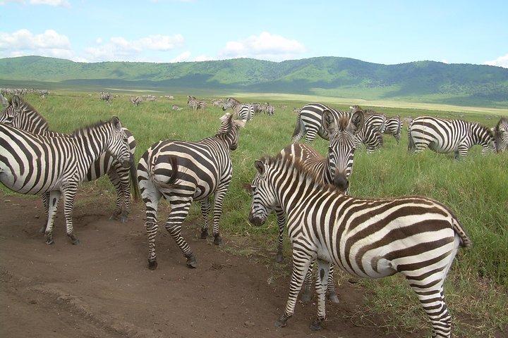 Serengeti gnu migration.