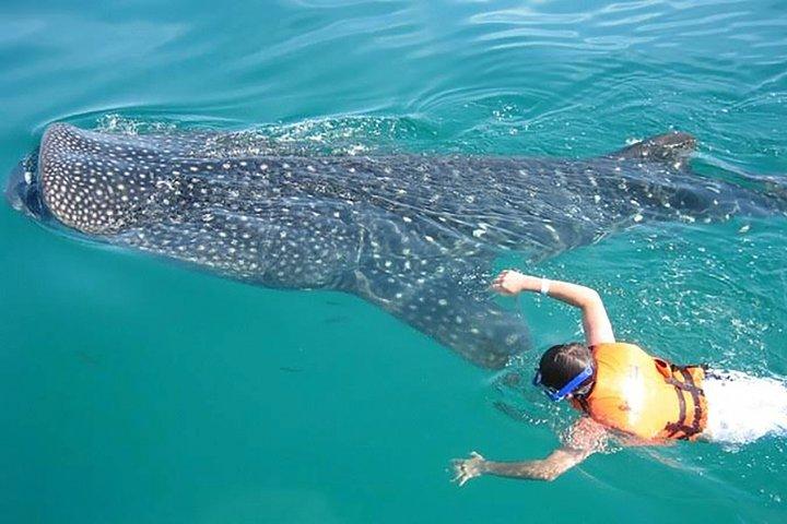 カンクン発ジンベエザメ、リビエラ マヤ、トゥルム オールインクルーシブ