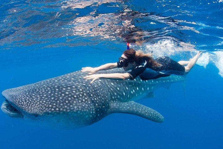 Tiburón Ballena desde Cancun, Riviera Maya y Tulum Todo Incluido