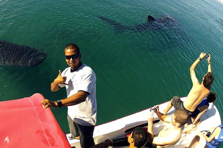 カンクン発ジンベエザメ、リビエラ マヤ、トゥルム オールインクルーシブ