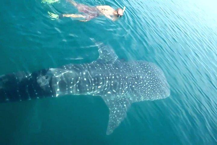カンクン発ジンベエザメ、リビエラ マヤ、トゥルム オールインクルーシブ