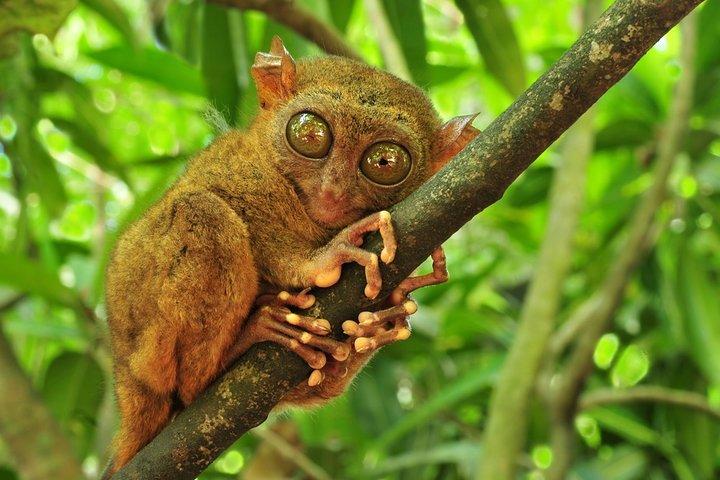 Dagstur till Bohol från Cebu: Chocolate Hills, Tarsiers & Cruise