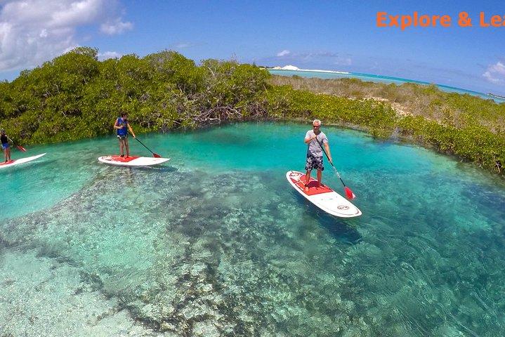 Turtle Eco Tour on Stand-Up Paddleboards or Kayaks into the National Marine Park