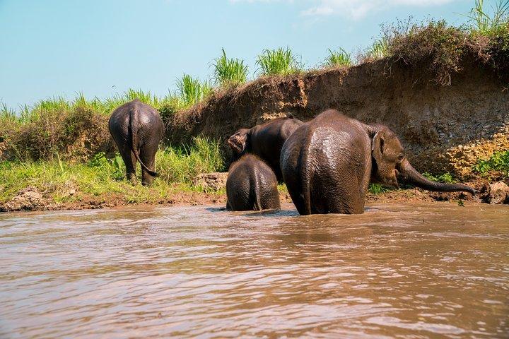 Heldags chaufførdrevet Tuk Tuk Adventure i Chiang Mai inklusive rafting