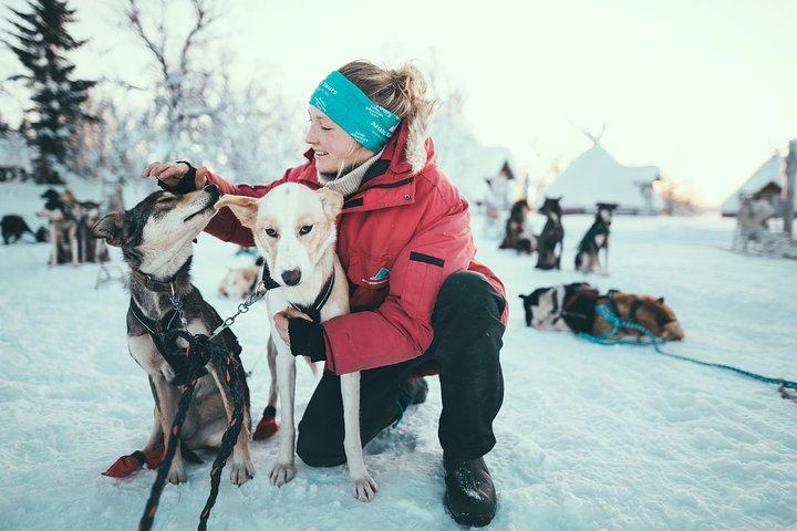 トロムソ・セルフドライブ・ハスキー犬ぞり
