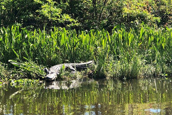 Destaques de Nova Orleans: City and Swamp Combo Tour