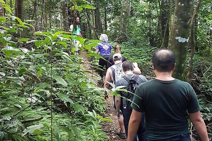 St Kitts Half-Day Rainforest Tour