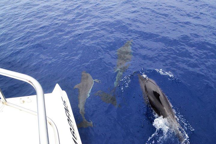 VipDolphins Luxuswalbeobachtung