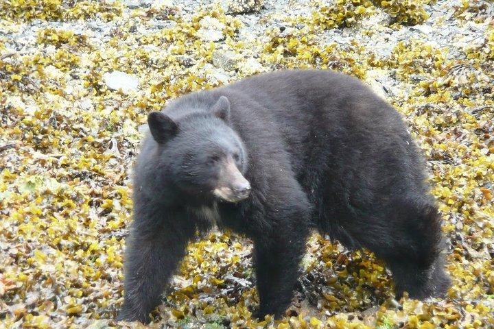 ウェールズ島のプリンスオブクェリー