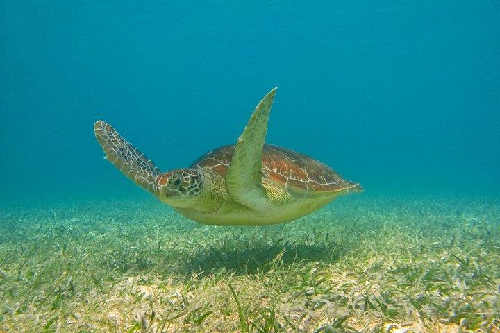 Private Tulum Ruinen & Akumal Schildkröten Abenteuer