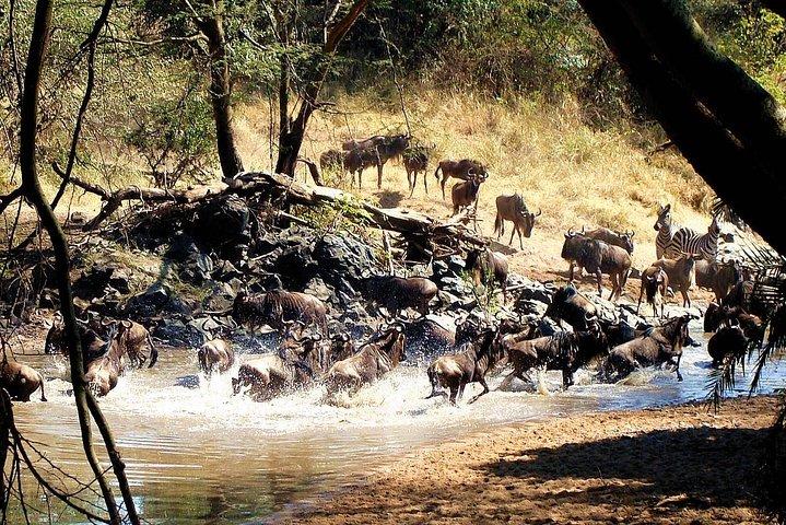 4 dages privat Serengeti Camping safari for 4 Pax