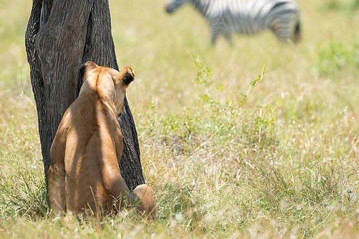 Six Days Big Five Safari