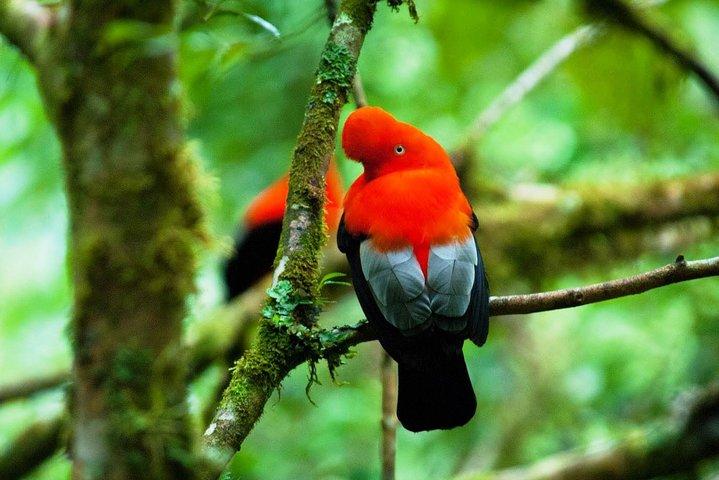 5 Day - Refugio Amazonas Classic Program - Group Service