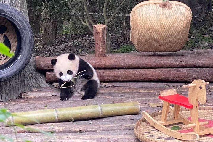 Dujiangyan Panda Center and Dujiangyan Irrigation System One Day Tour