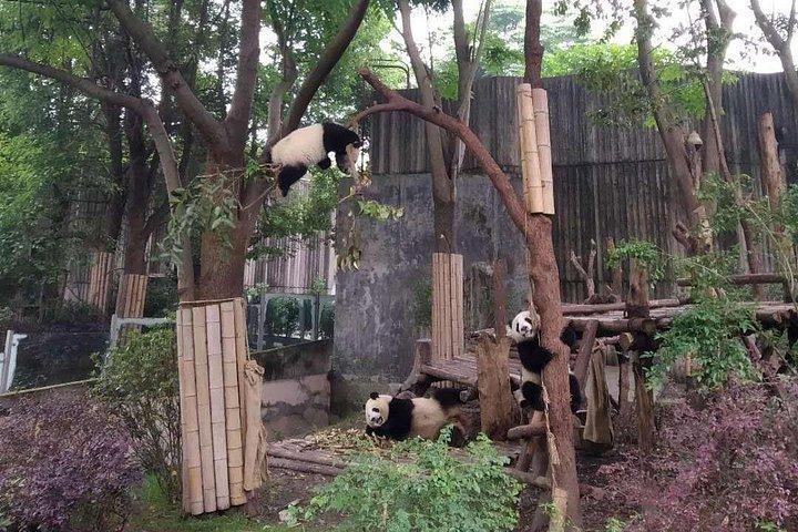 都江堰パンダセンターと都江堰灌漑システム1日ツアー