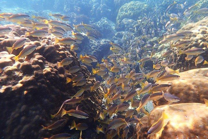 アーントーン国立海洋公園へのプライベート終日レッドドラゴンヨット