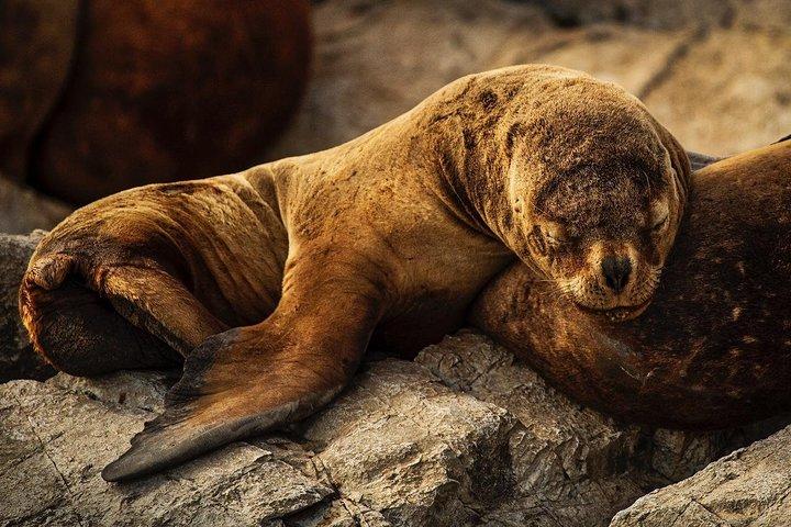 Beagle Channel Navigation - Sea Lions Island