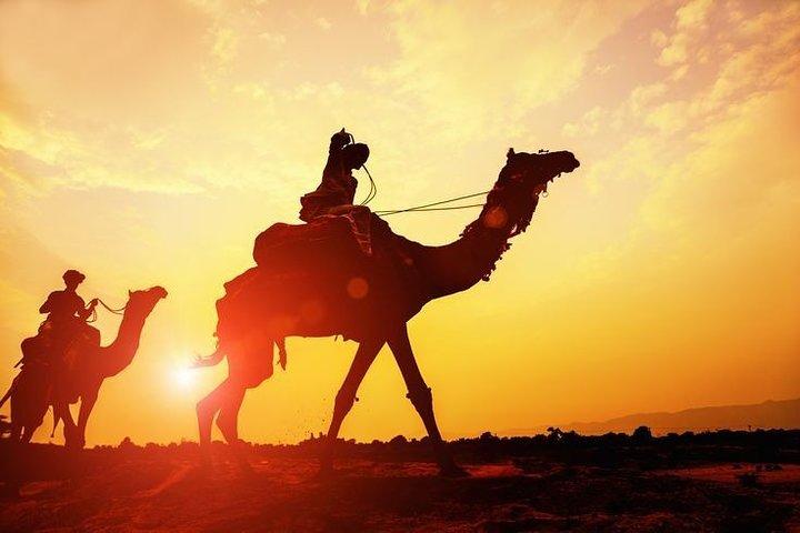 Osian Desert Camel Safari