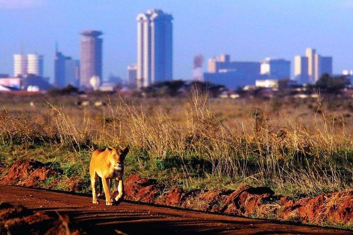 Passeio de meio dia no parque nacional de Nairobi