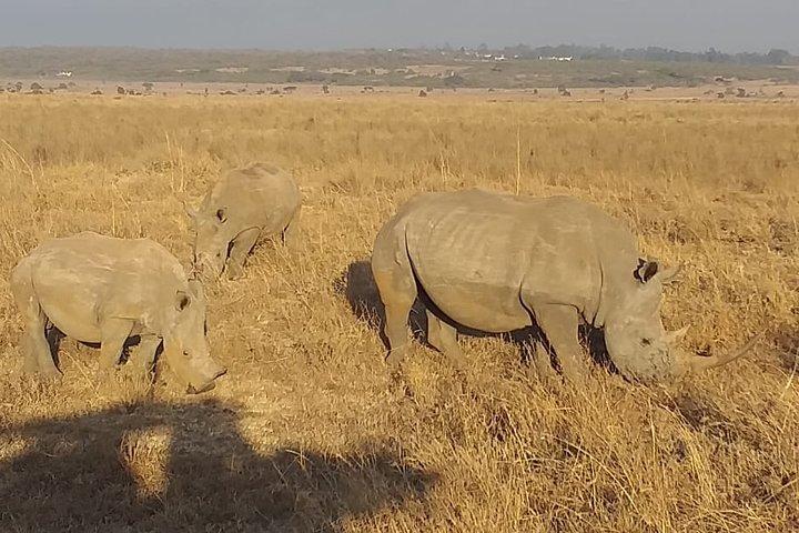Passeio de meio dia no parque nacional de Nairobi