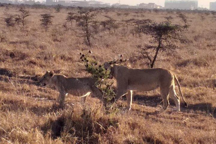 Passeio de meio dia no parque nacional de Nairobi