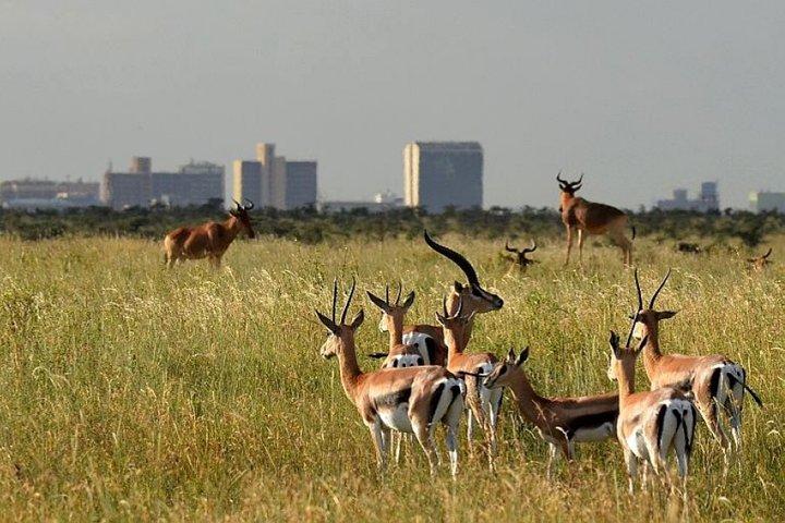 Passeio de meio dia no parque nacional de Nairobi