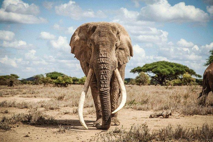 6 dias 5 noites Amboseli, Tsavo e Diani Beach
