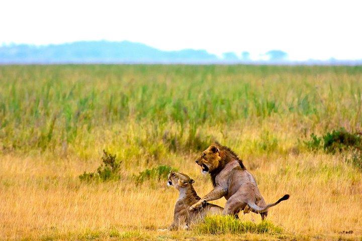 6 dias 5 noites Amboseli, Tsavo e Diani Beach