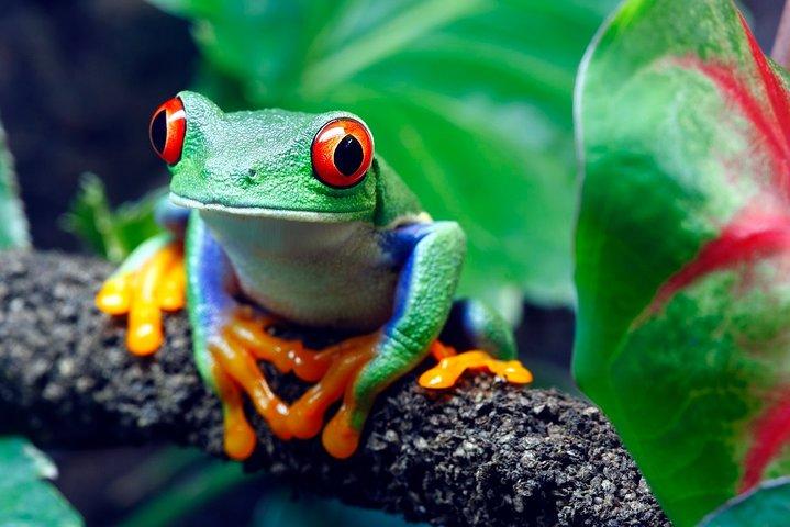 Pacchetto vacanze Rainforest Lovers 9D / 8N