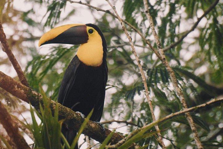 Nature Hike in La Fortuna